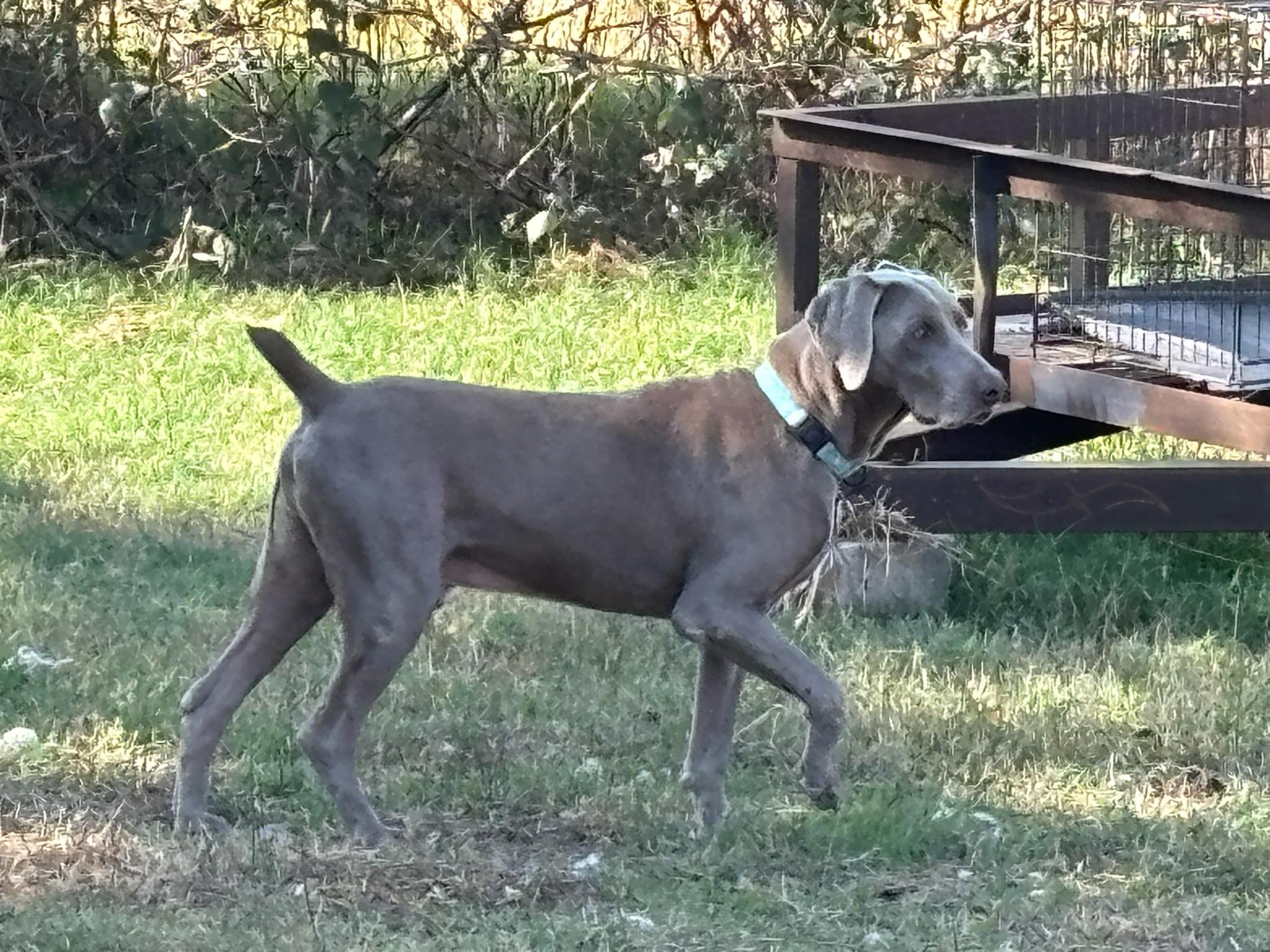 Enlarge DIRK, a Adopted Weimaraner in Rockdale, TX image 4/4