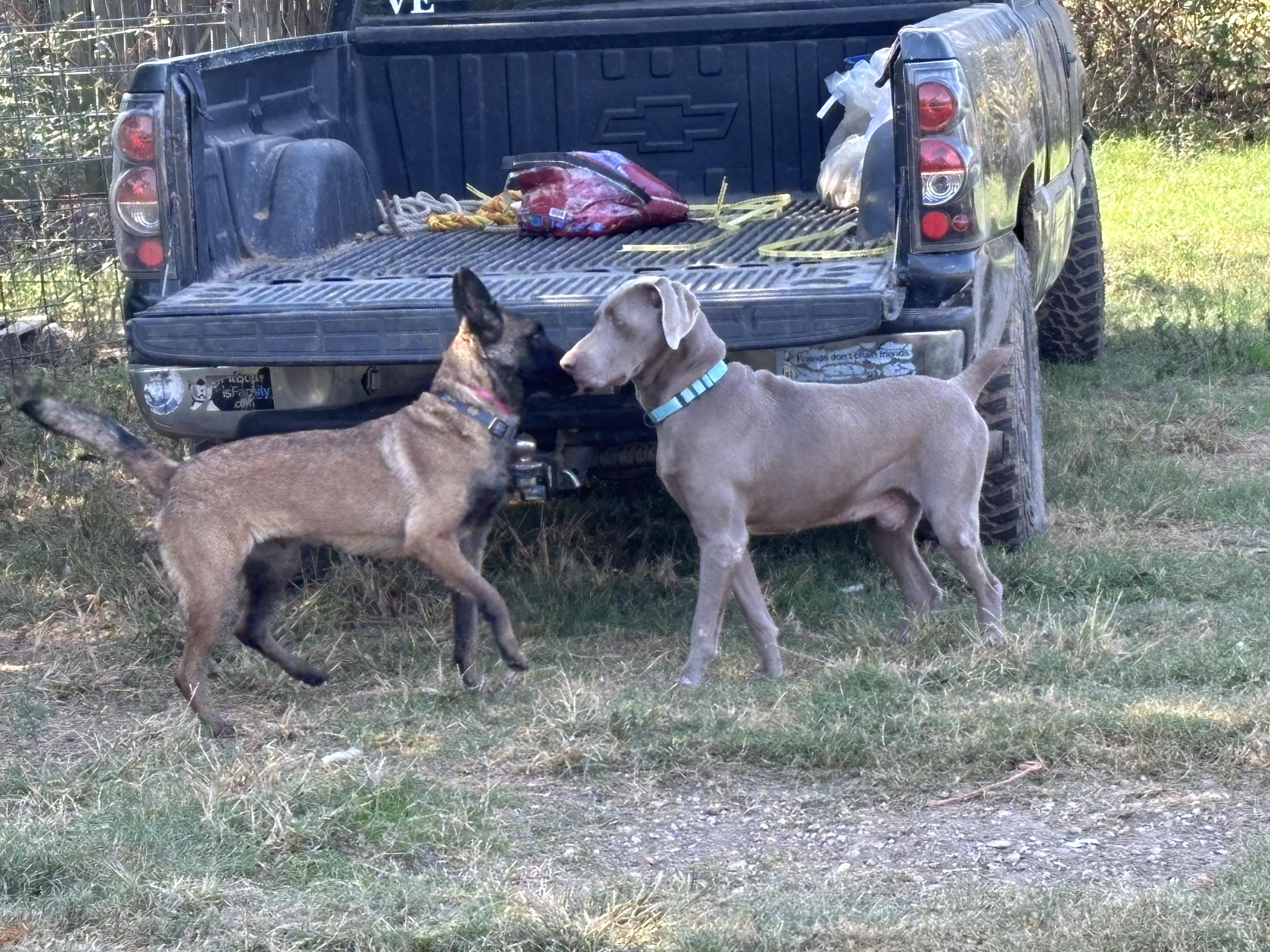 Enlarge DIRK, a Adopted Weimaraner in Rockdale, TX image 3/4