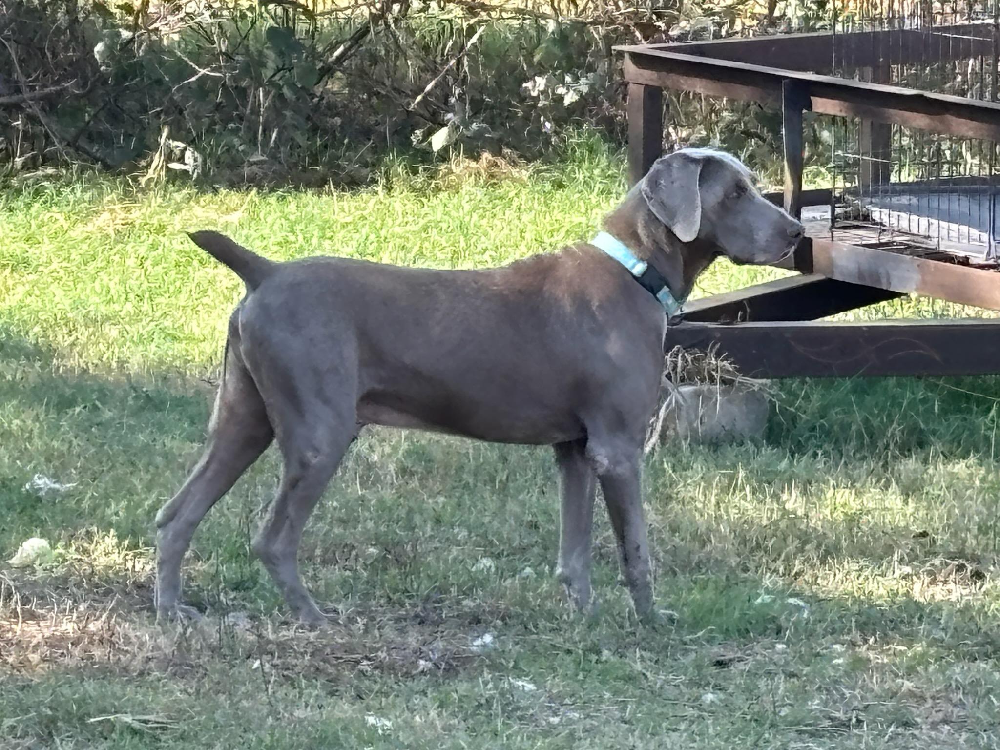Enlarge DIRK, a Adopted Weimaraner in Rockdale, TX image 2/4