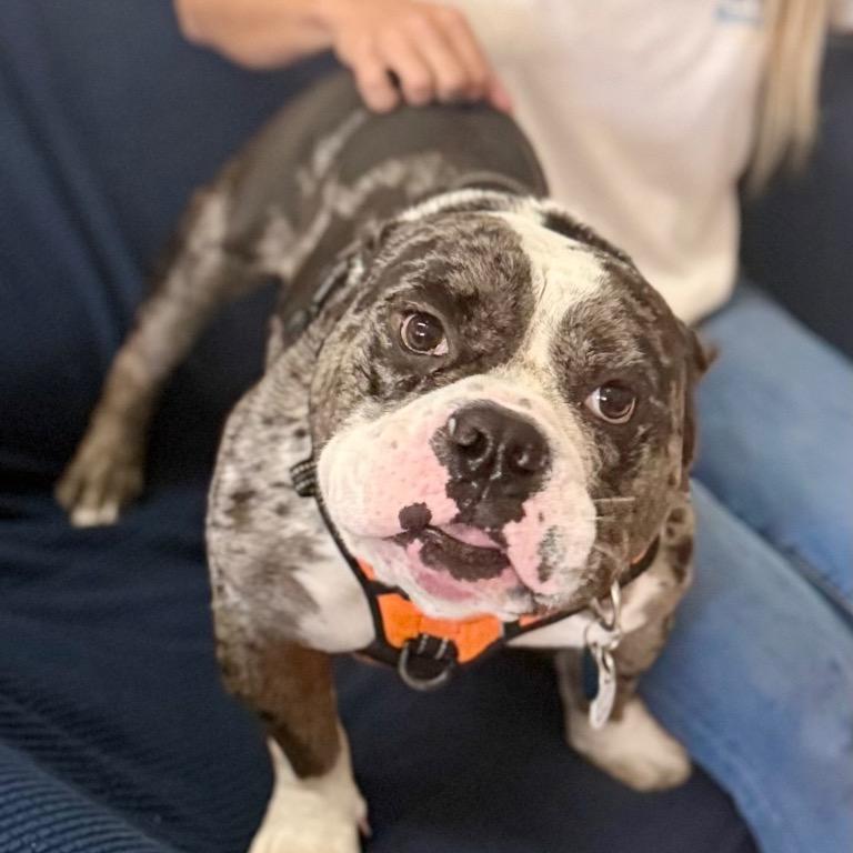 Enlarge Ronnie, a Adoptable mixed breed in Fort Lauderdale, FL image 1/6