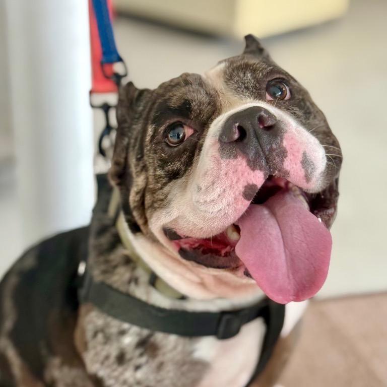 Enlarge Ronnie, a Adoptable mixed breed in Fort Lauderdale, FL image 2/6