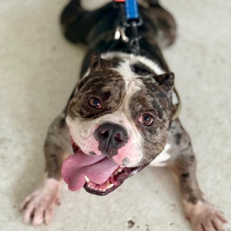 Enlarge Ronnie, a Adoptable mixed breed in Fort Lauderdale, FL image 3/6