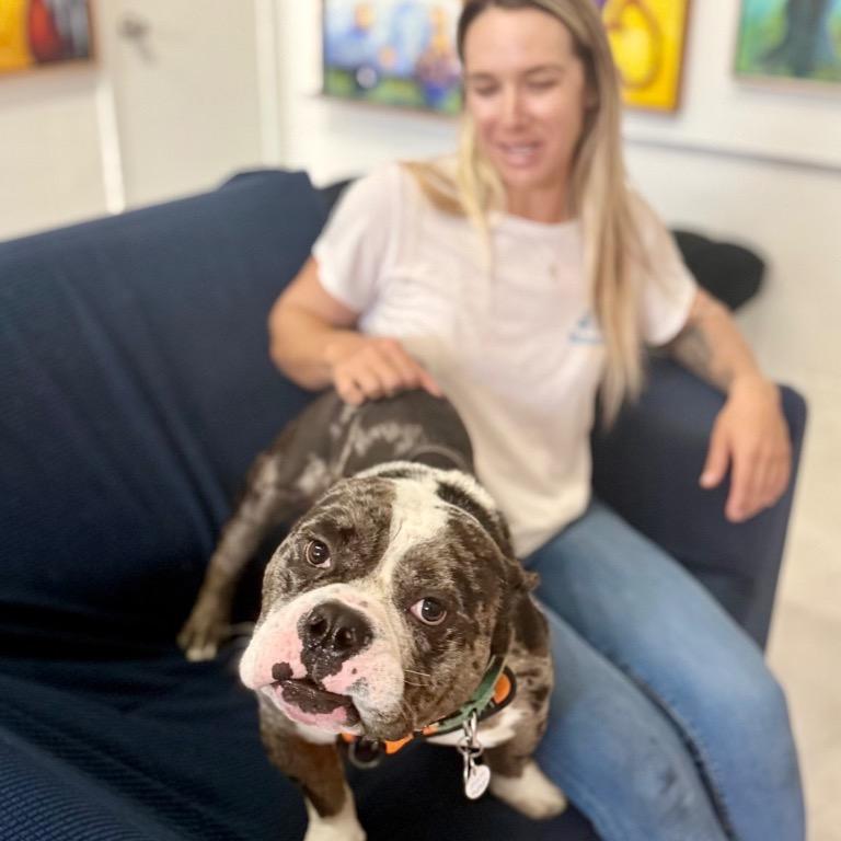 Enlarge Ronnie, a Adoptable mixed breed in Fort Lauderdale, FL image 4/6