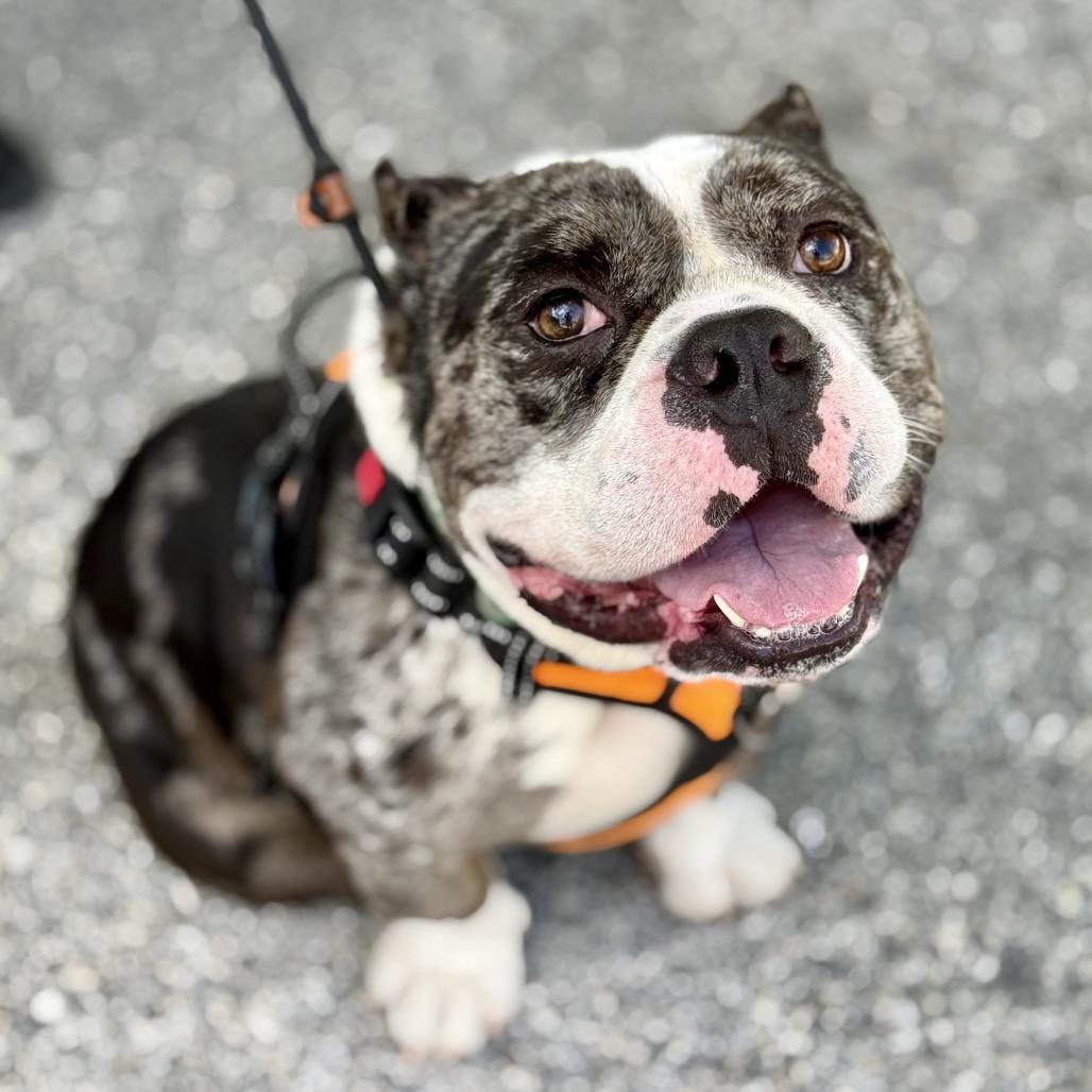 Enlarge Ronnie, a Adoptable mixed breed in Fort Lauderdale, FL image 5/6