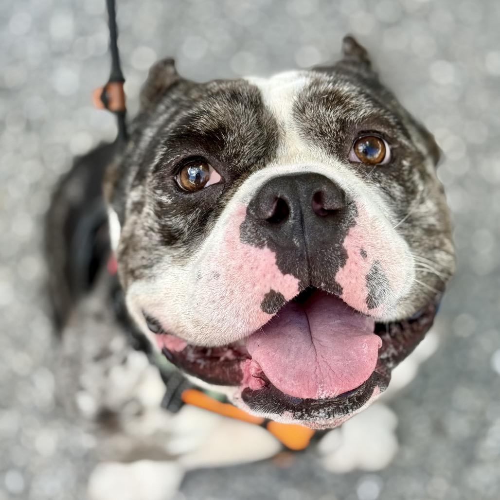 Enlarge Ronnie, a Adoptable mixed breed in Fort Lauderdale, FL image 6/6