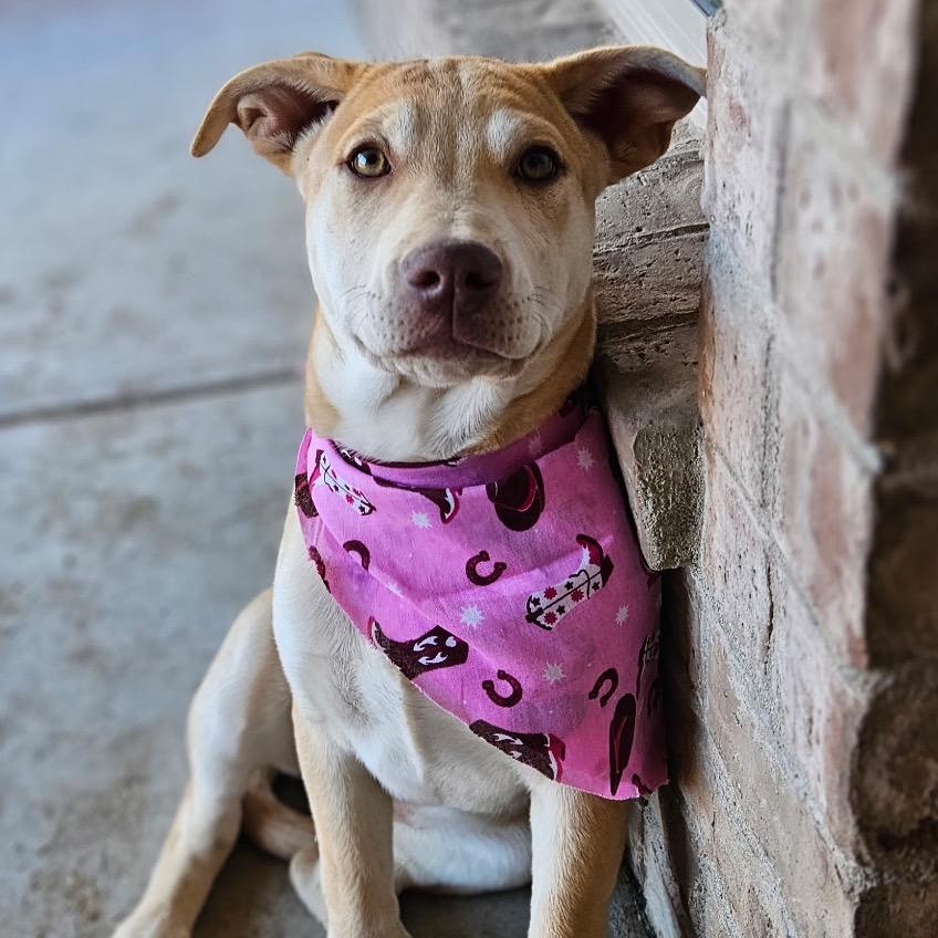 Enlarge Abby, a Adoptable Cattle Dog in Midland, TX image 1/1