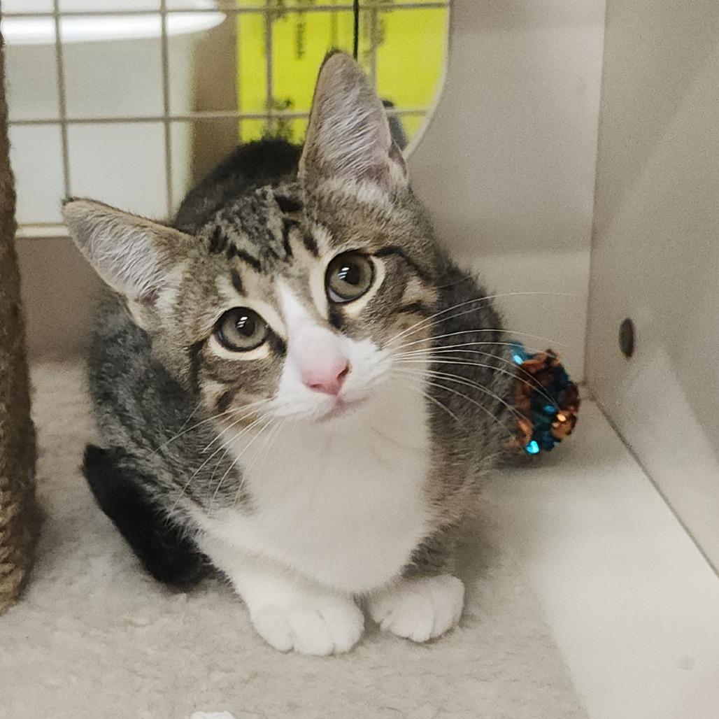 Kringle, Adoptable, Kitten Male Domestic Short Hair.