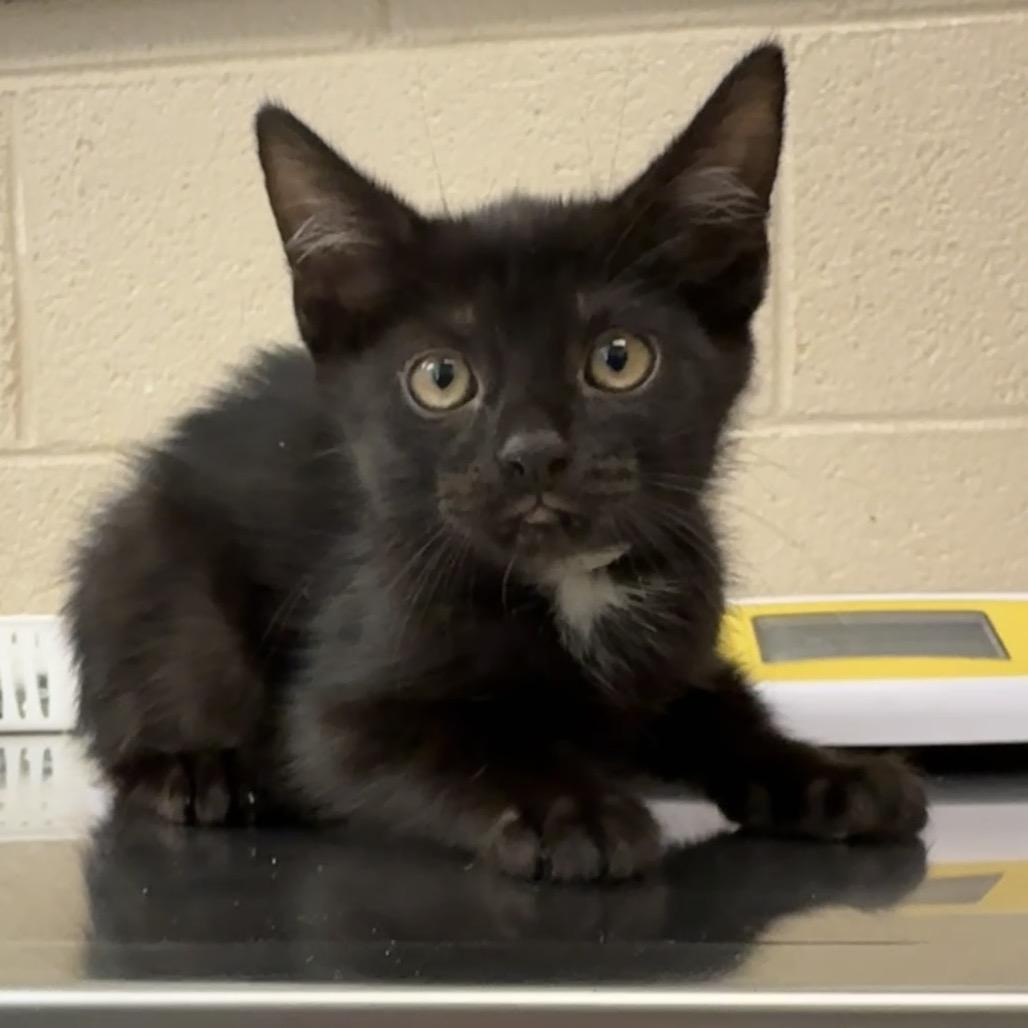 Enlarge Barrel, a Adoptable Domestic Short Hair in Troy, VA image 1/3