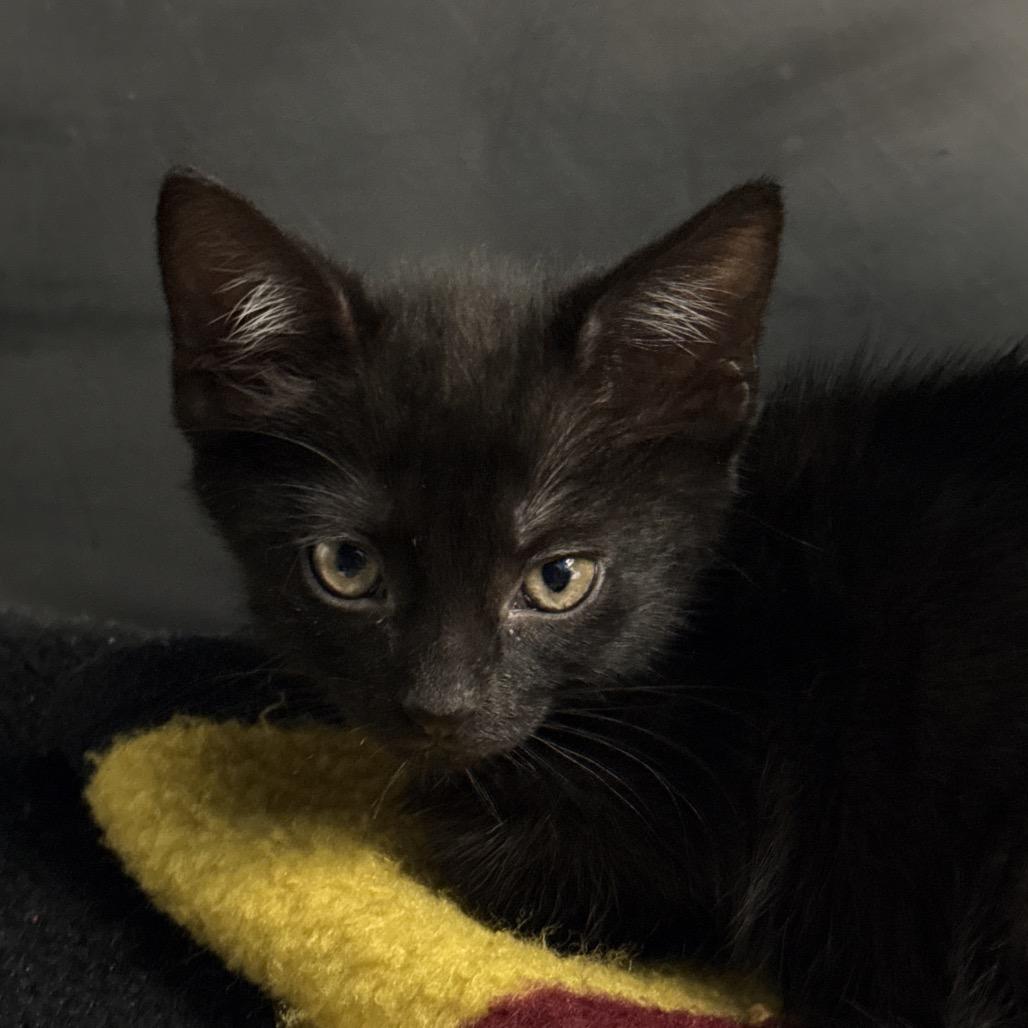 Enlarge Barrel, a Adoptable Domestic Short Hair in Troy, VA image 2/3