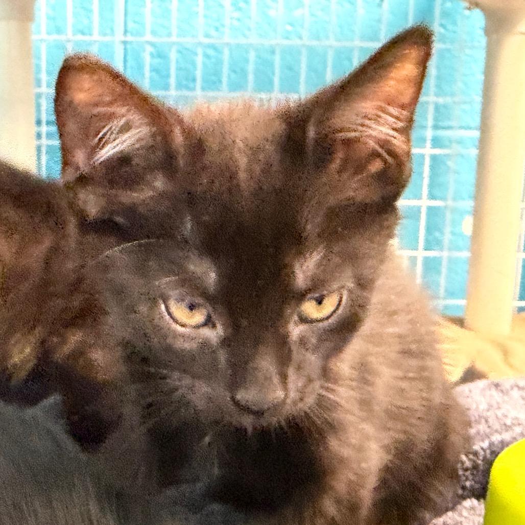Enlarge Barrel, a Adoptable Domestic Short Hair in Troy, VA image 3/3
