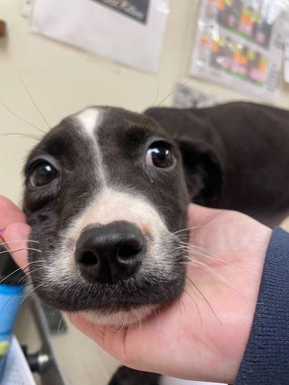 Mustache, Adoptable, Puppy Male Pointer & Mixed Breed.