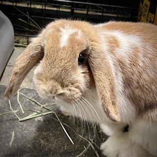 Lollipop, a Adopted Mini Lop in Indianapolis, IN image 2/5