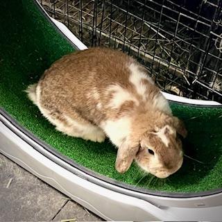 Lollipop, a Adopted Mini Lop in Indianapolis, IN image 3/5