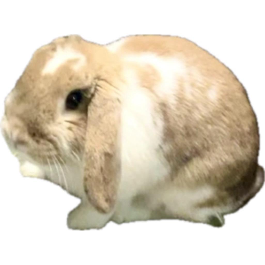 Lollipop, Adopted, Young Female Mini Lop.