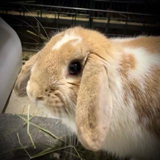 Lollipop, a Adopted Mini Lop in Indianapolis, IN image 4/5