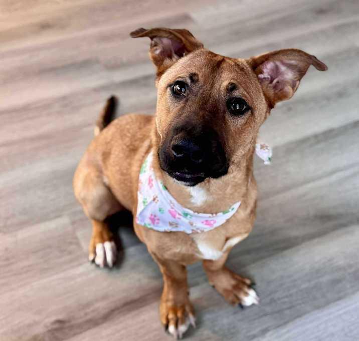 Nyla, adopted, Young Female Corgi & Labrador Retriever.