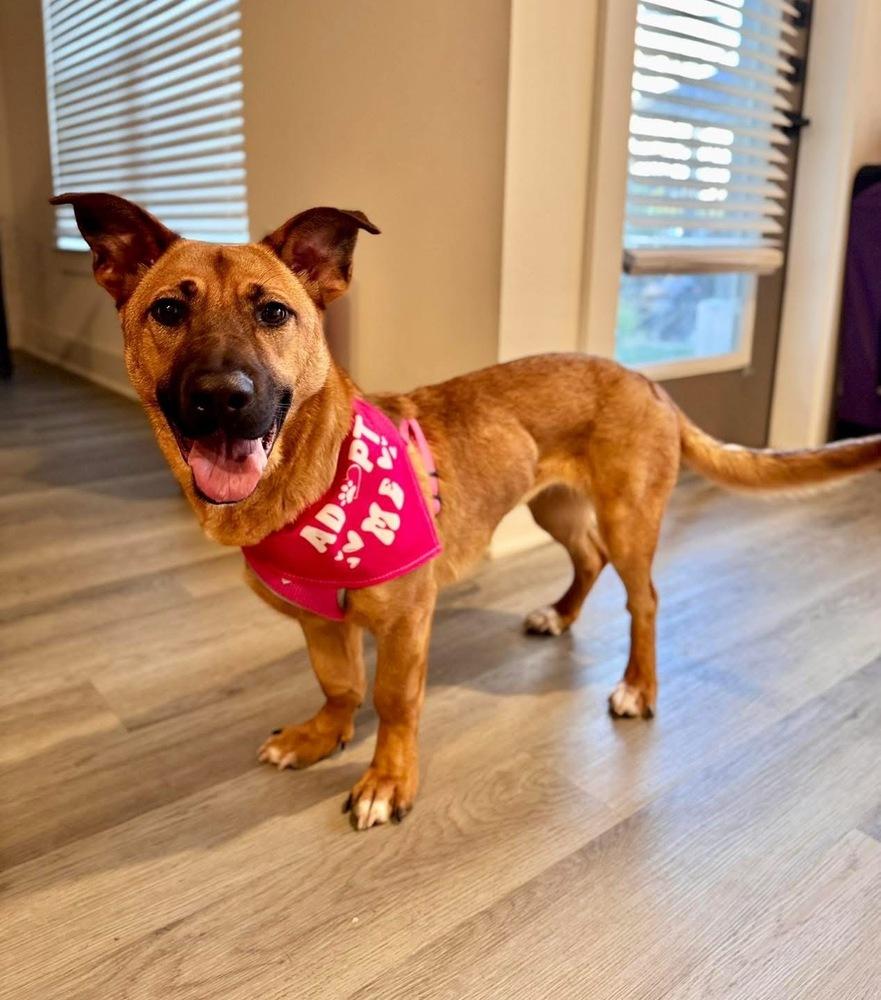 Enlarge Nyla, an adopted mixed breed in Brookshire, TX image 2/6