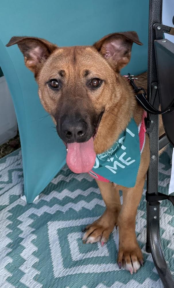 Enlarge Nyla, an adopted mixed breed in Brookshire, TX image 3/6