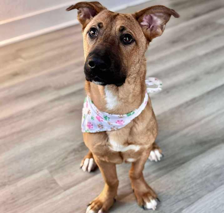 Enlarge Nyla, an adopted mixed breed in Brookshire, TX image 4/6