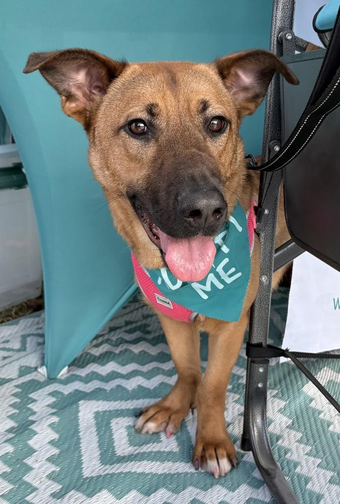 Enlarge Nyla, an adopted mixed breed in Brookshire, TX image 5/6