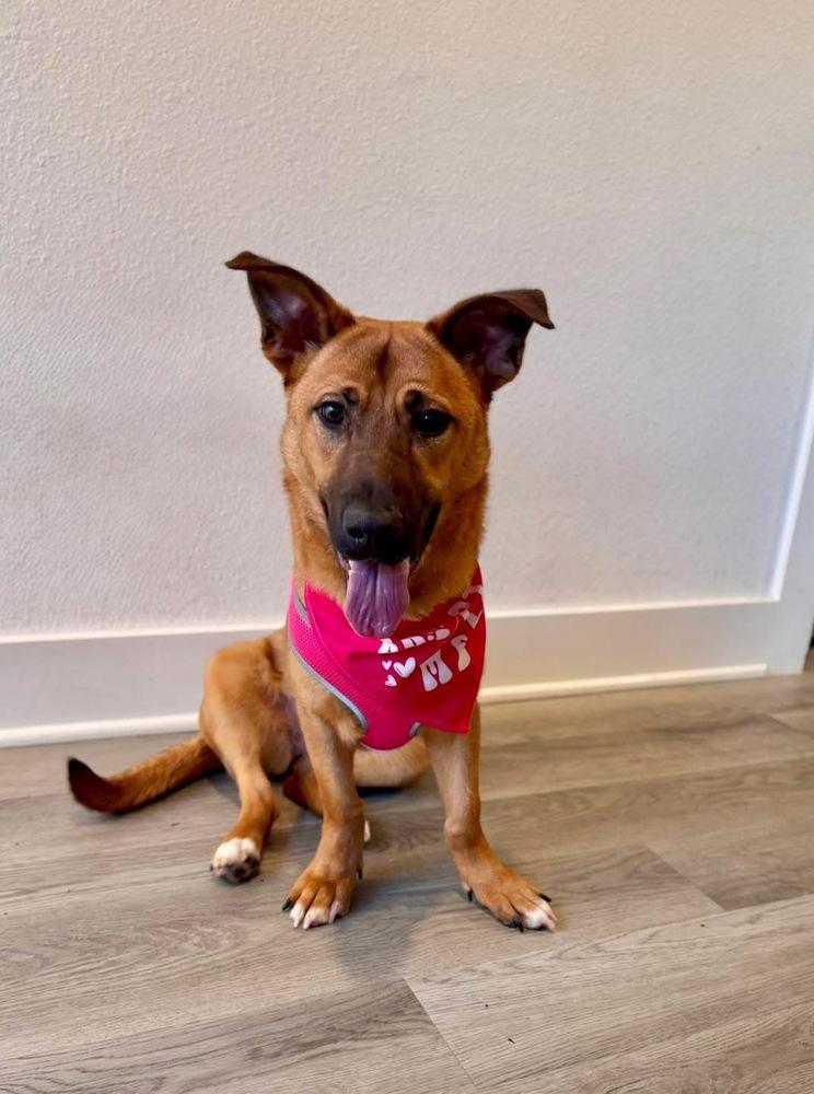 Enlarge Nyla, an adopted mixed breed in Brookshire, TX image 6/6