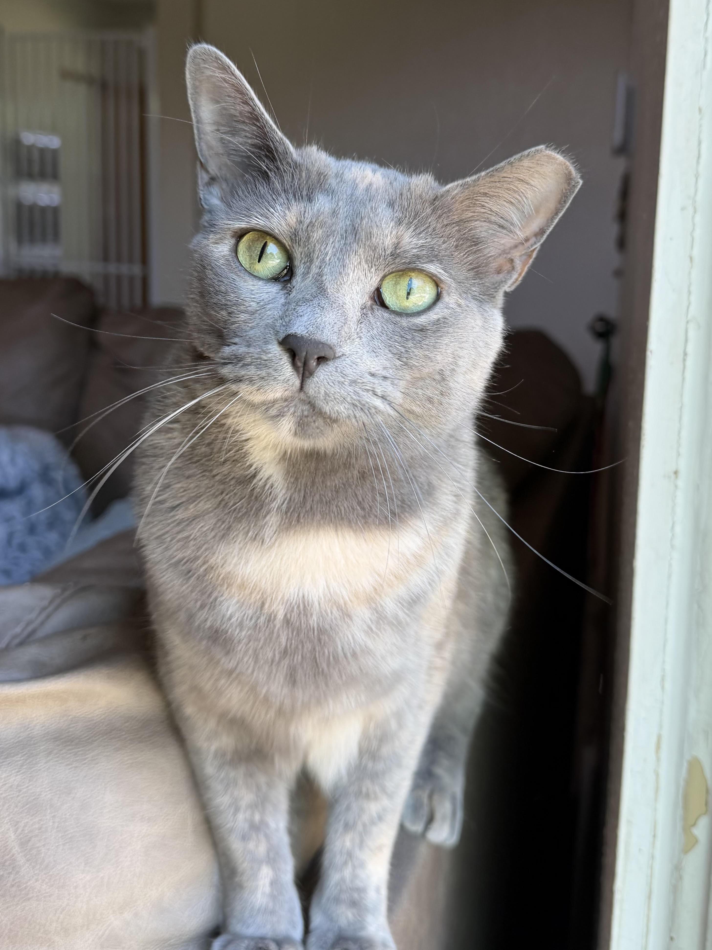 Rose, Adoptable, Young Female Domestic Short Hair.