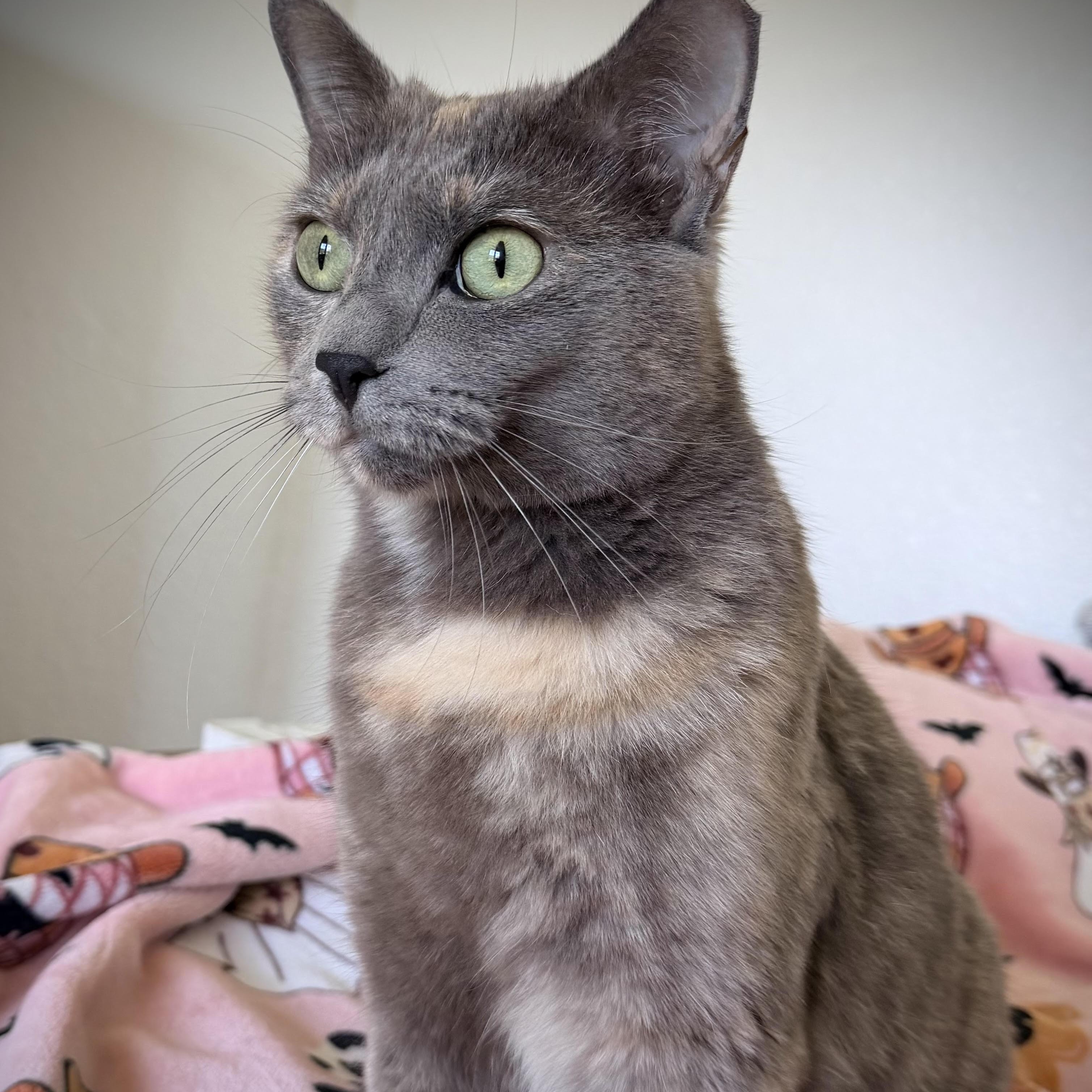 Enlarge Rose, a Adoptable Domestic Short Hair in Denver, CO image 2/3