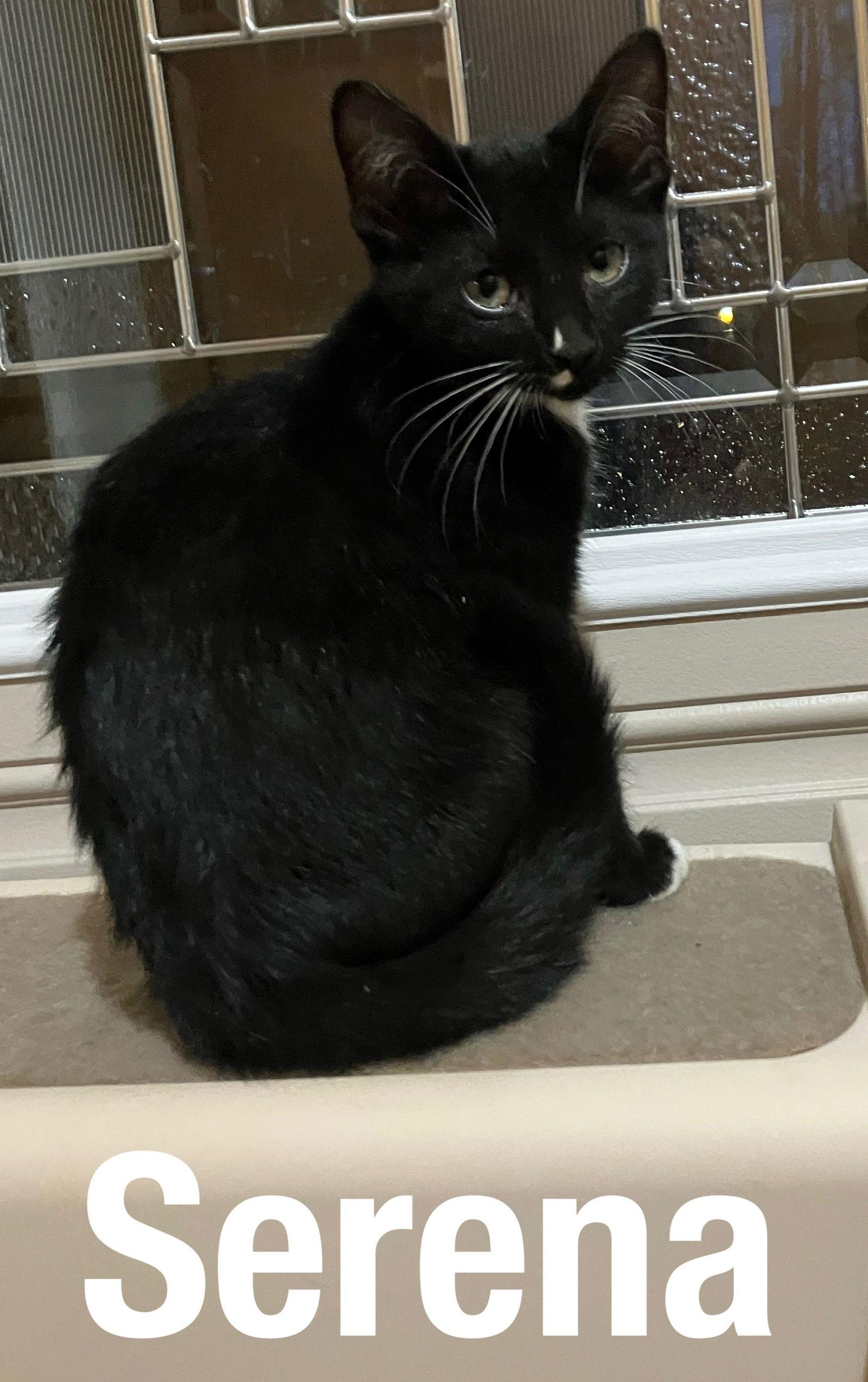 Enlarge Serena, a Adoptable Domestic Short Hair in Duluth, MN image 1/1