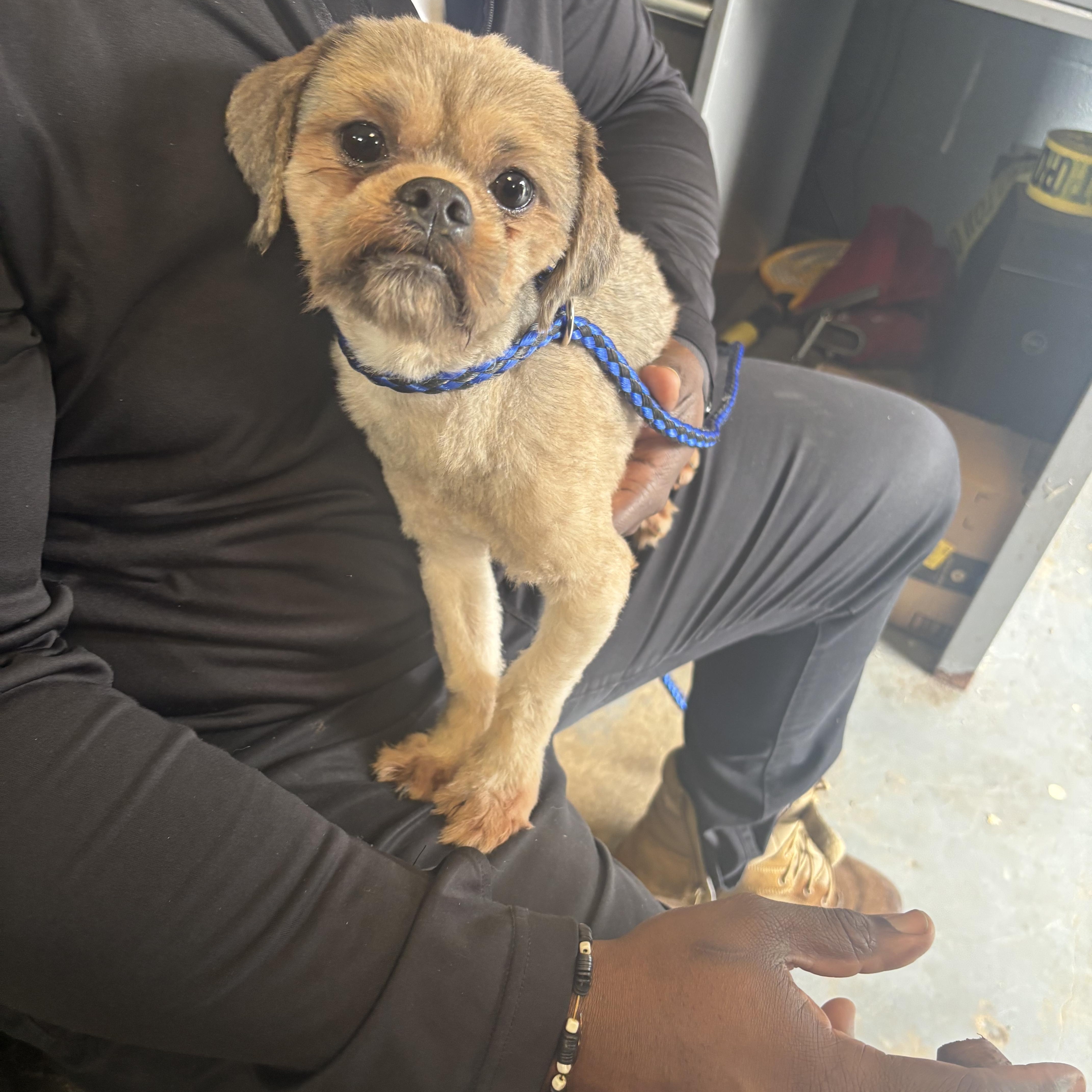 Enlarge Tyler, a Adopted Shih Tzu in East Orange, NJ image 1/5