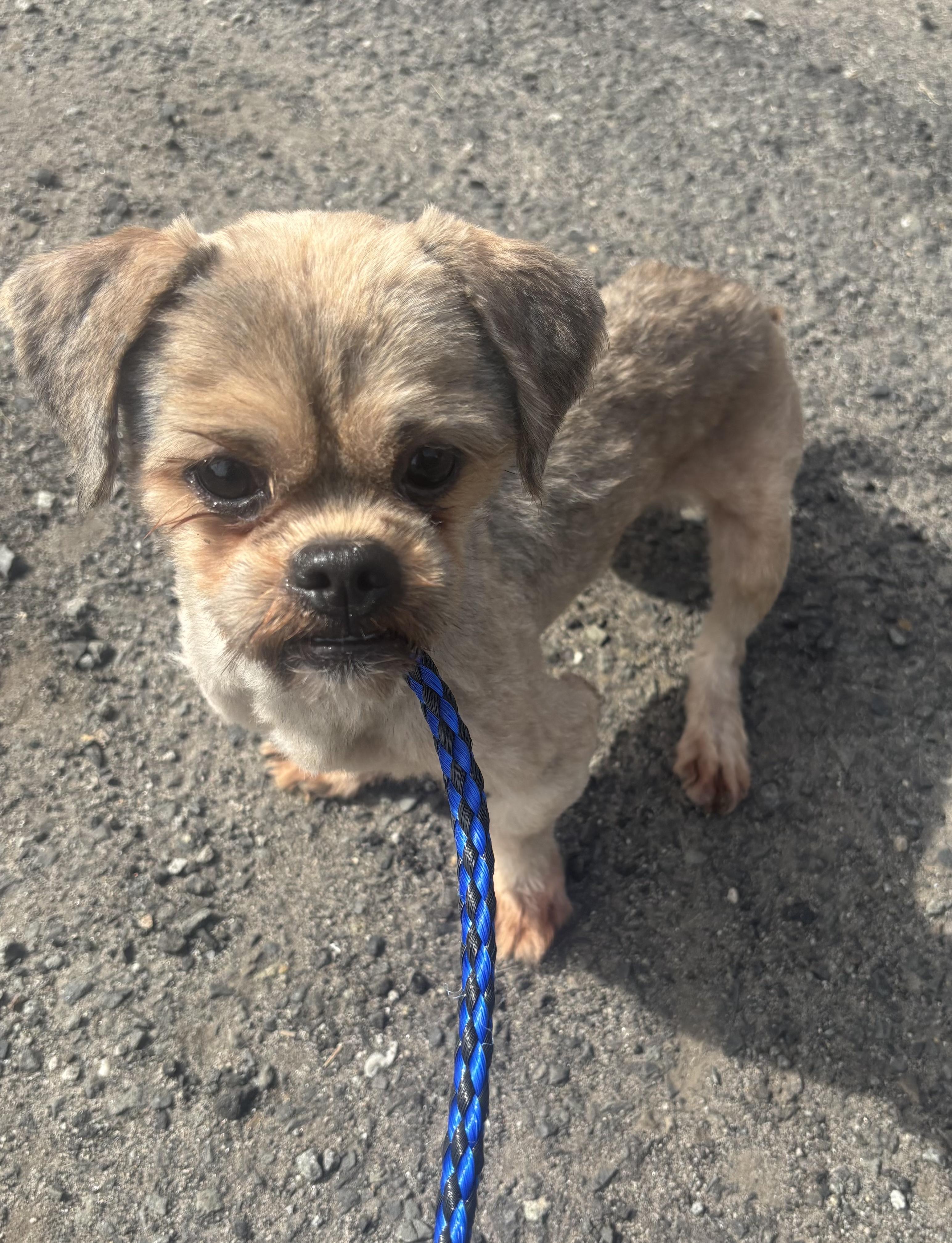 Enlarge Tyler, a Adopted Shih Tzu in East Orange, NJ image 3/5