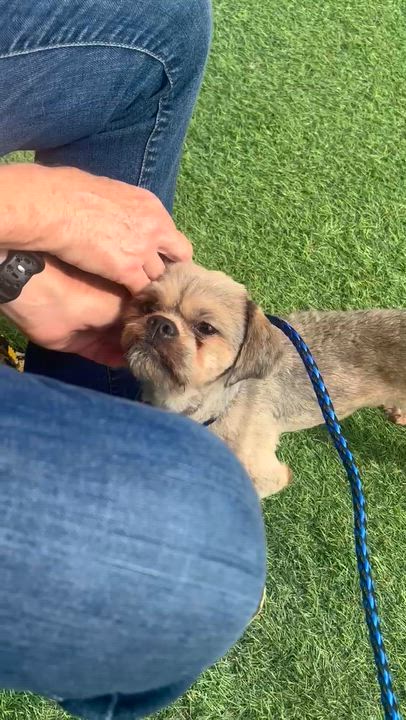 Enlarge Tyler, a Adopted Shih Tzu in East Orange, NJ video 5/5