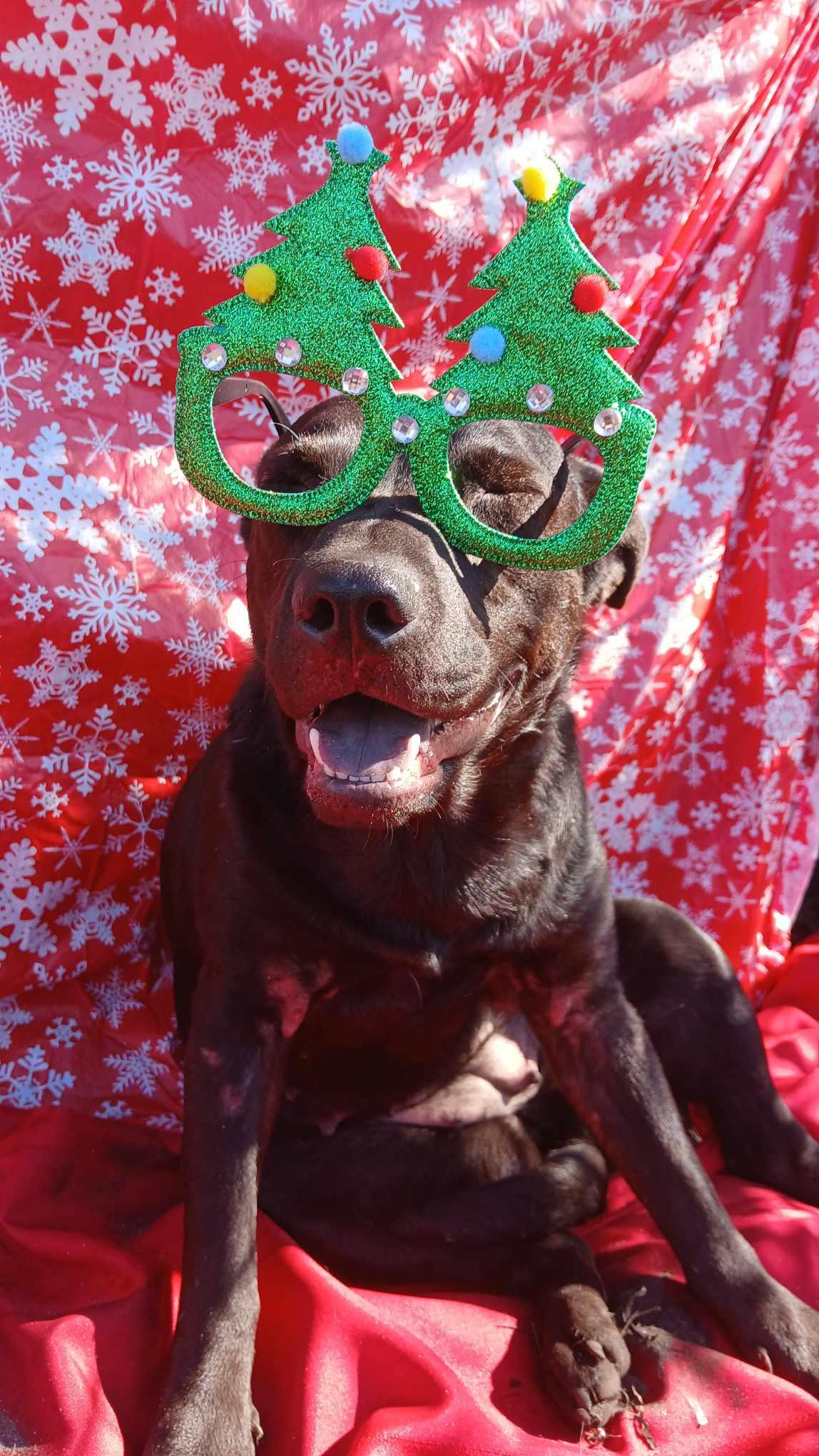 Enlarge Bonnie, a Adoptable mixed breed in Boca Raton, FL image 2/5