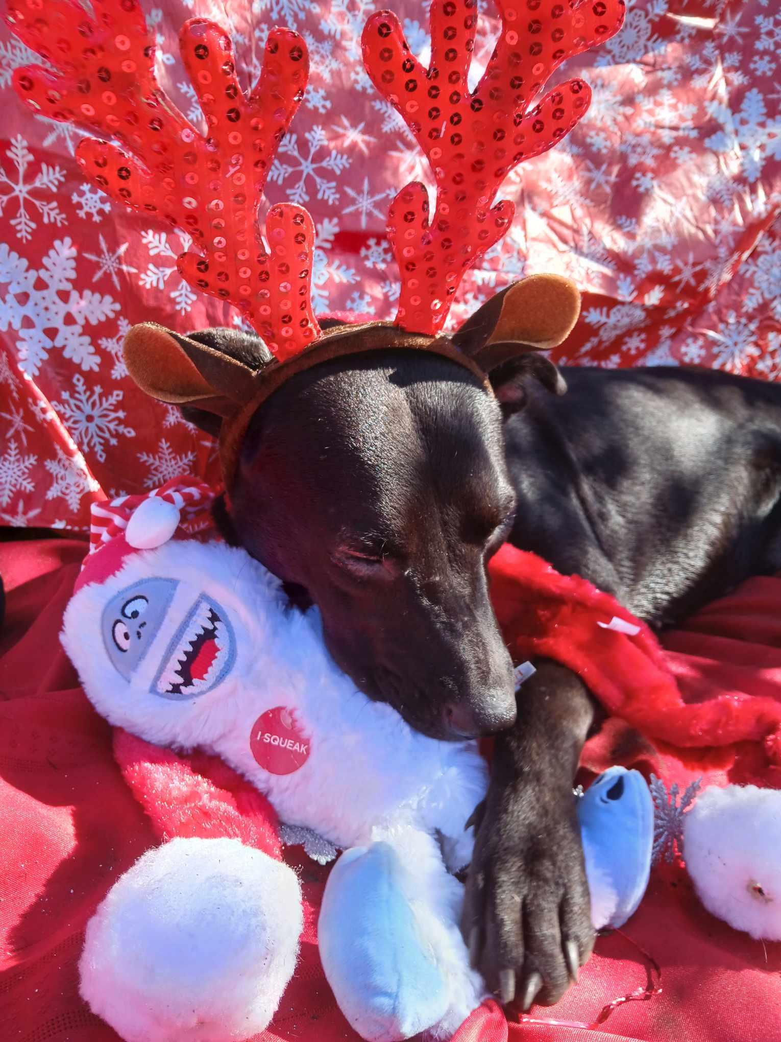 Bonnie, Adoptable, Young Female Labrador Retriever & Shepherd.