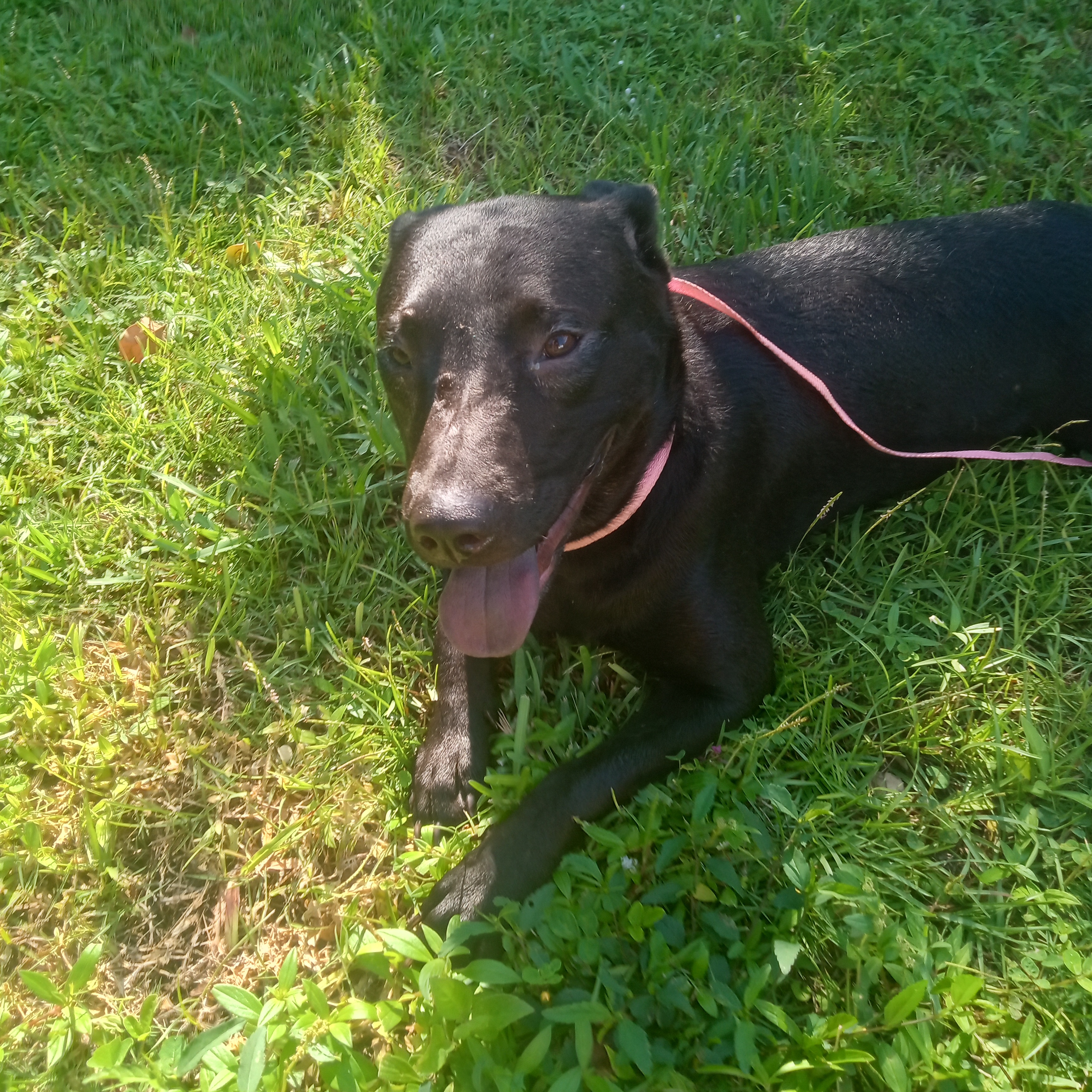 Enlarge Bonnie, a Adoptable mixed breed in Boca Raton, FL image 3/5