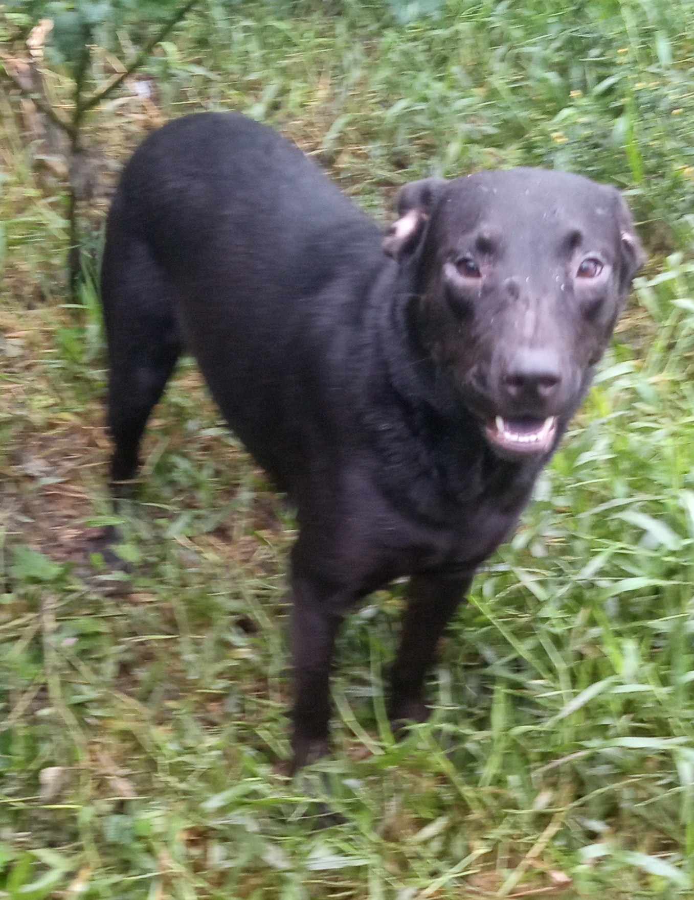 Enlarge Bonnie, a Adoptable mixed breed in Boca Raton, FL image 5/5