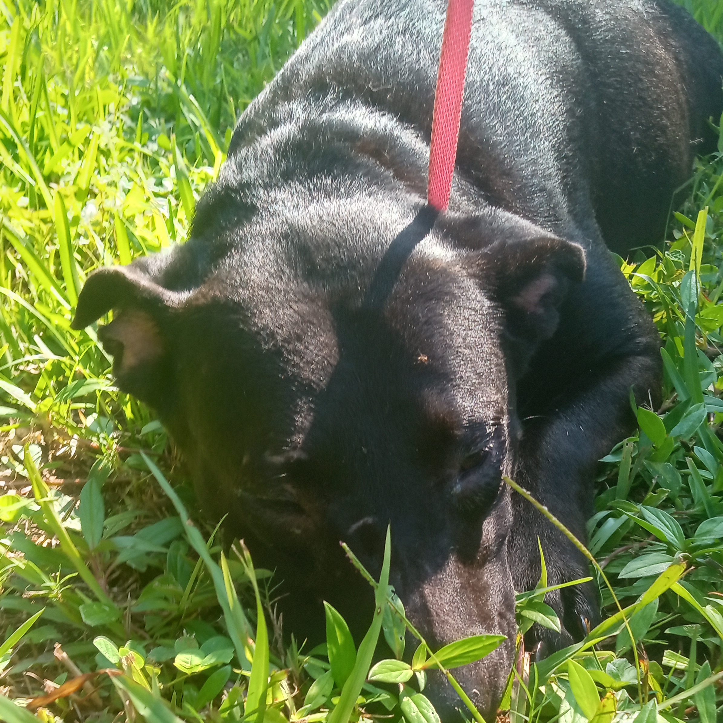 Enlarge Bonnie, a Adoptable mixed breed in Boca Raton, FL image 4/5