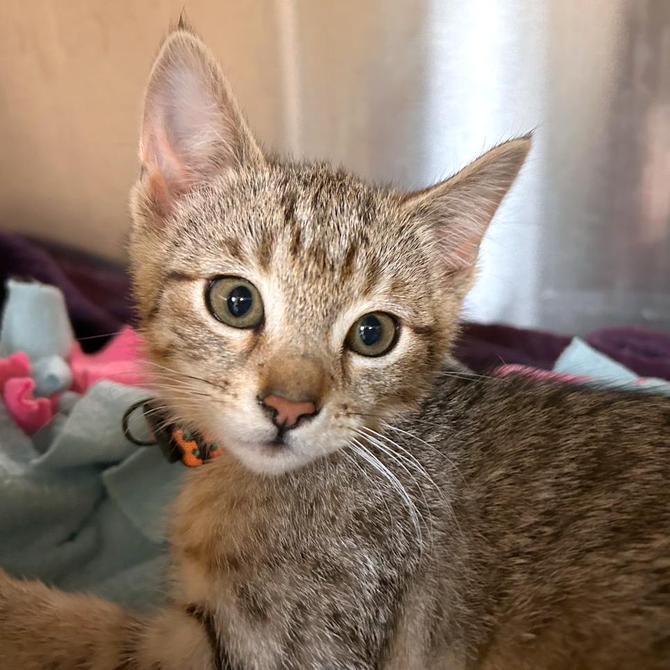 Enlarge Salmonberry, a Adoptable mixed breed in Woodinville, WA image 1/1