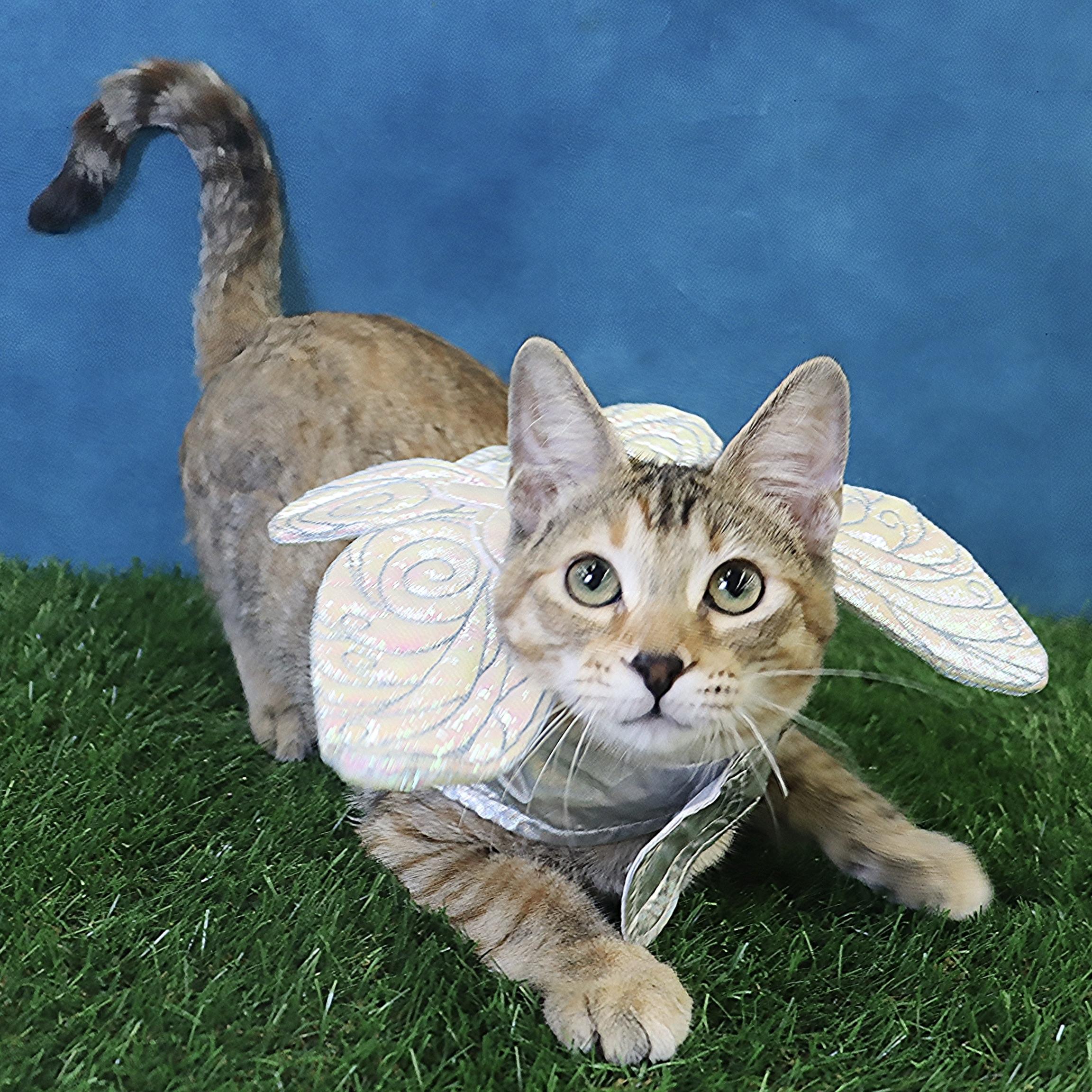 Kimchi - Gorgeous Torbie!, Adoptable, Young Female Domestic Short Hair & Torbie.