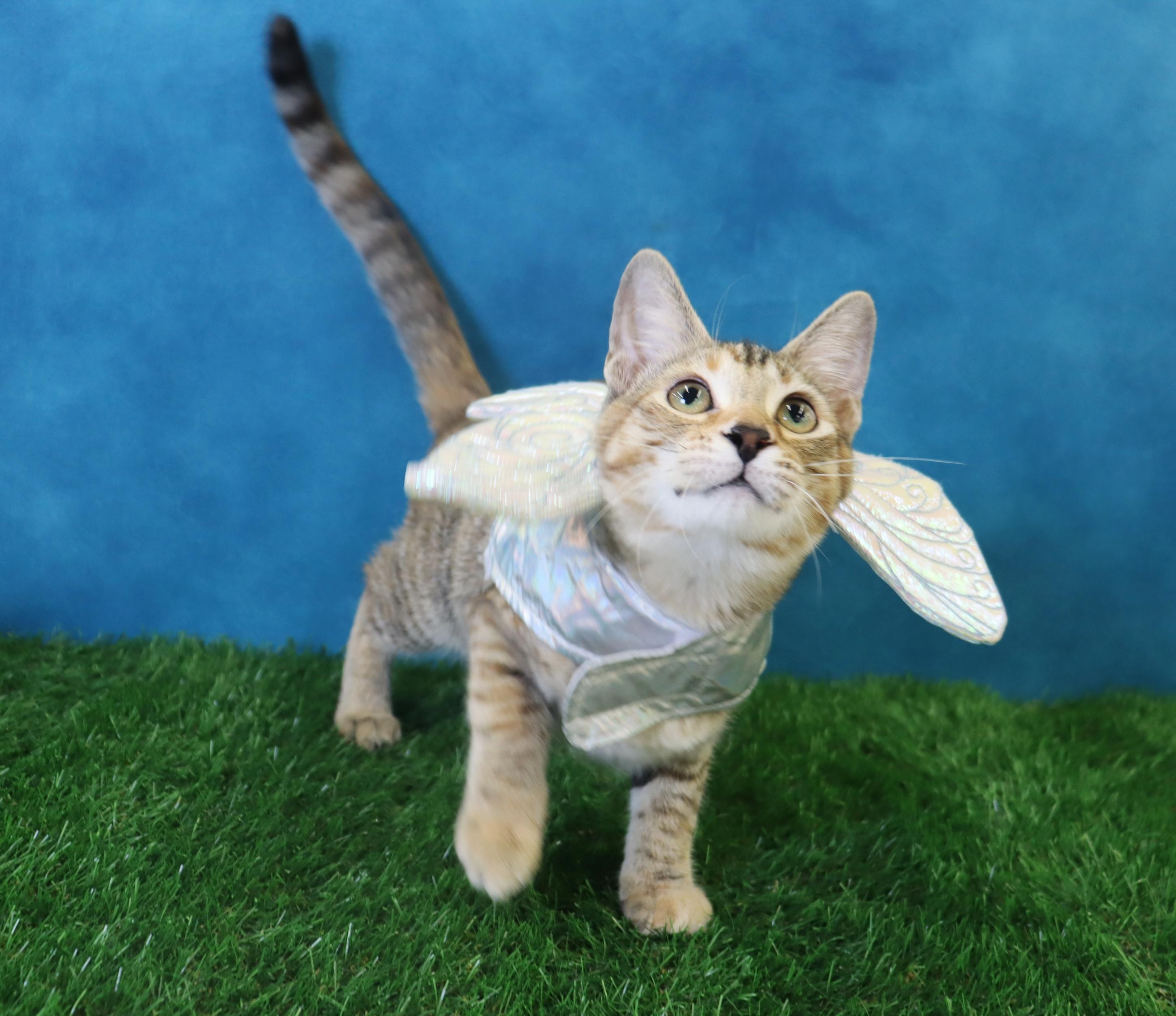 Kimchi - Gorgeous Torbie!, a Adoptable mixed breed in League City, TX image 3/5