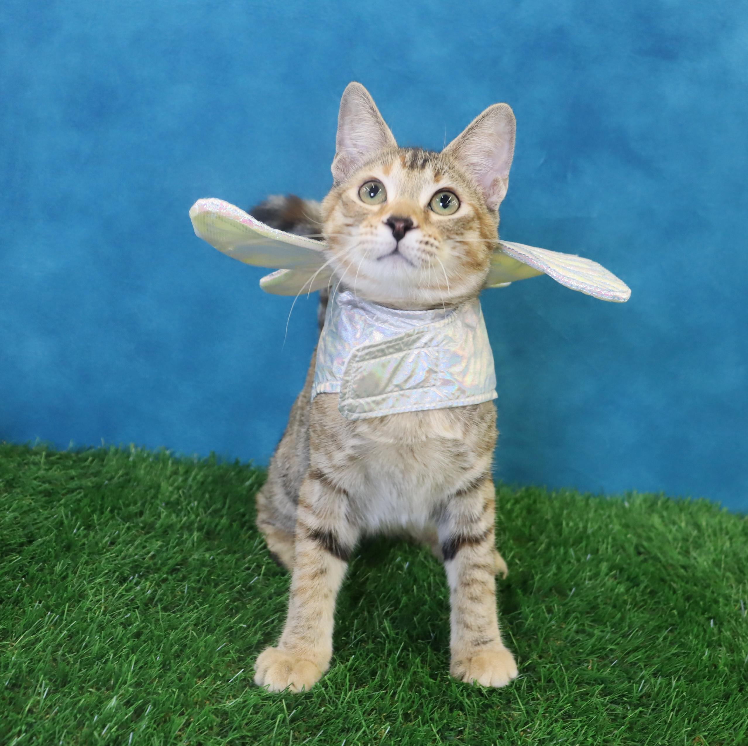 Kimchi - Gorgeous Torbie!, a Adoptable mixed breed in League City, TX image 5/5