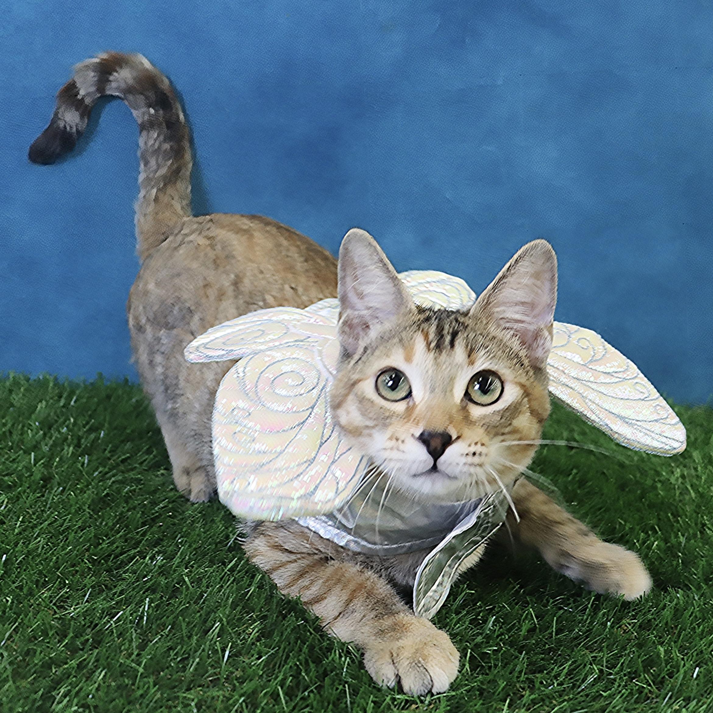 Kimchi - Gorgeous Torbie!