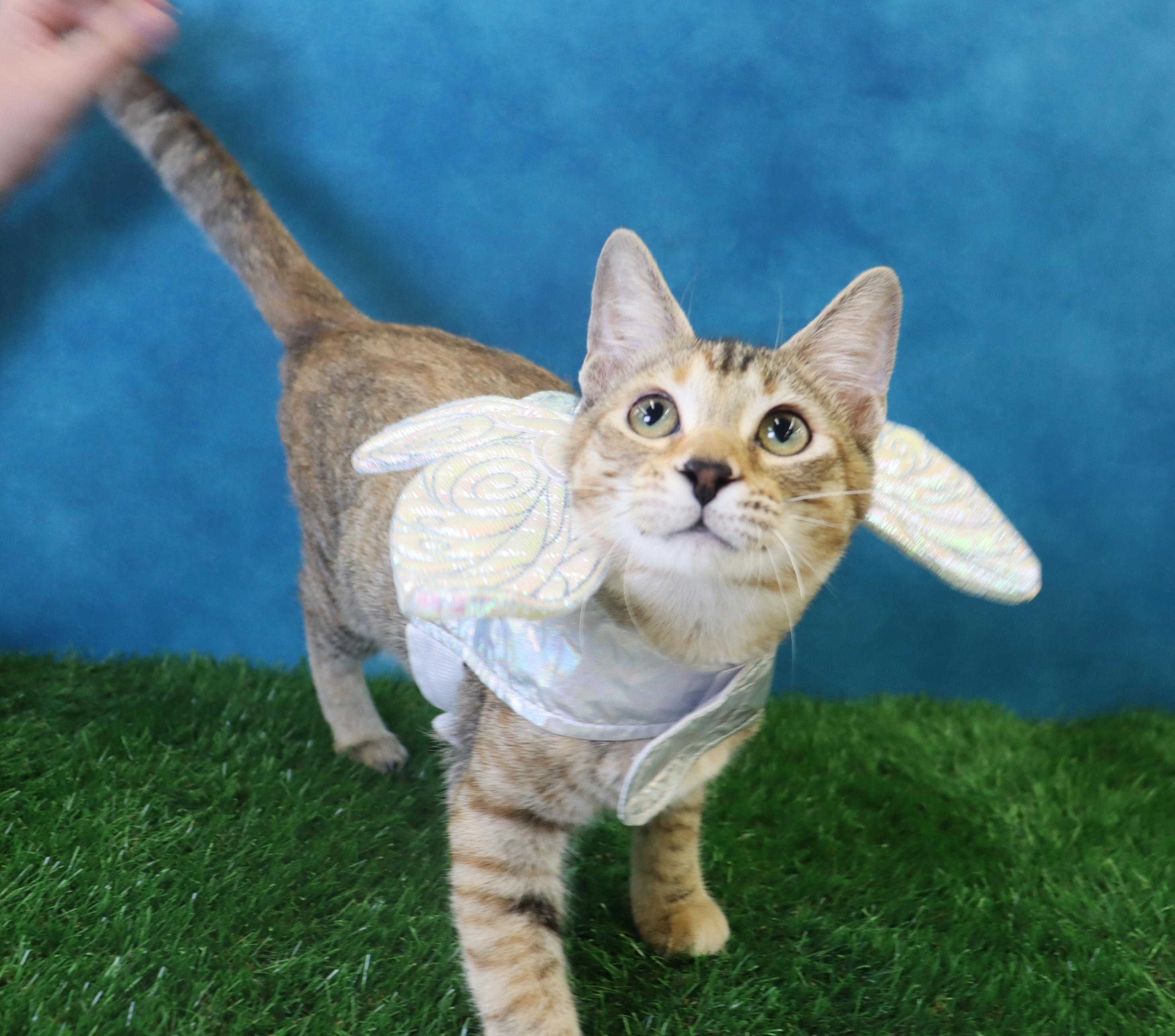 Kimchi - Gorgeous Torbie!