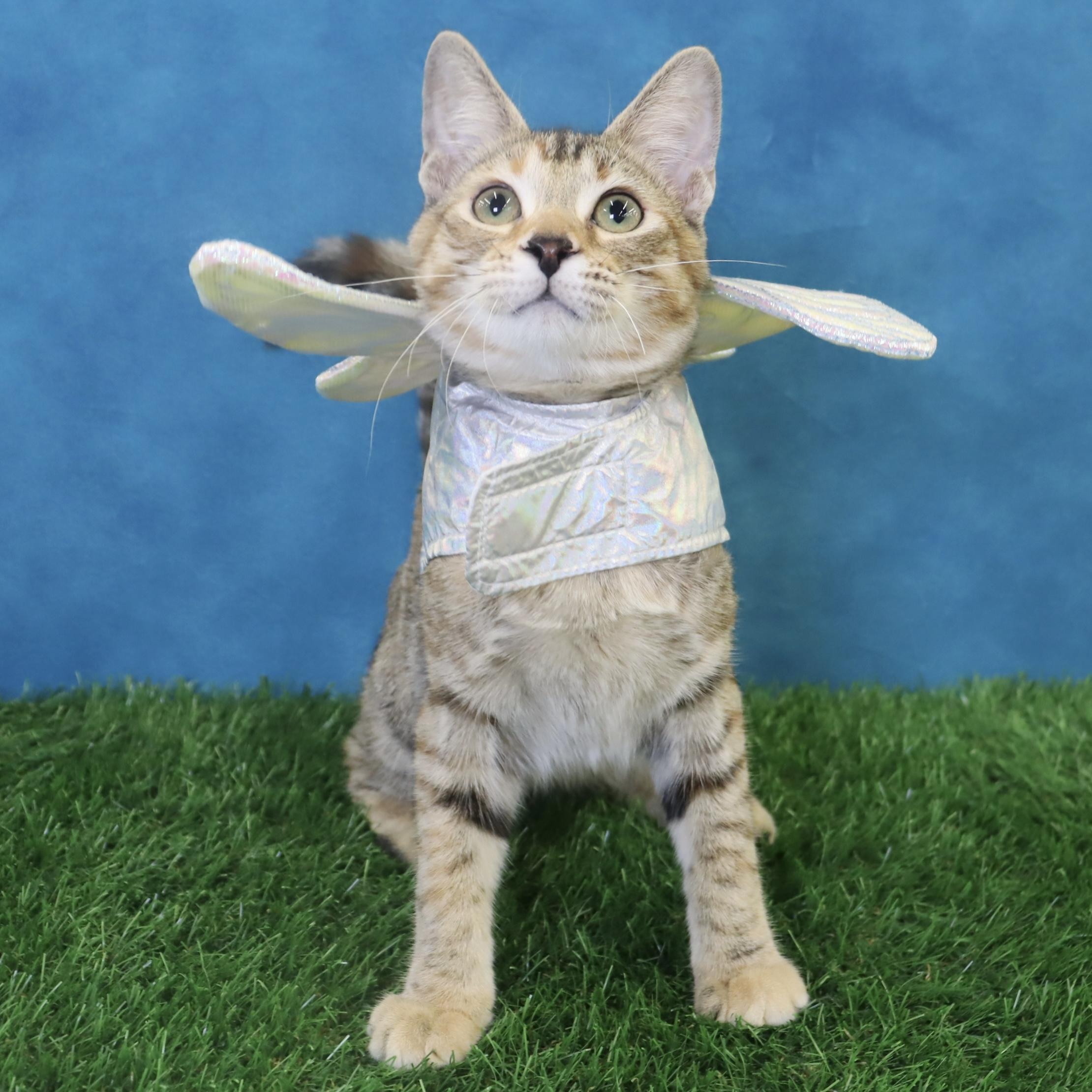 Kimchi - Gorgeous Torbie!, a Adoptable mixed breed in League City, TX image 2/5