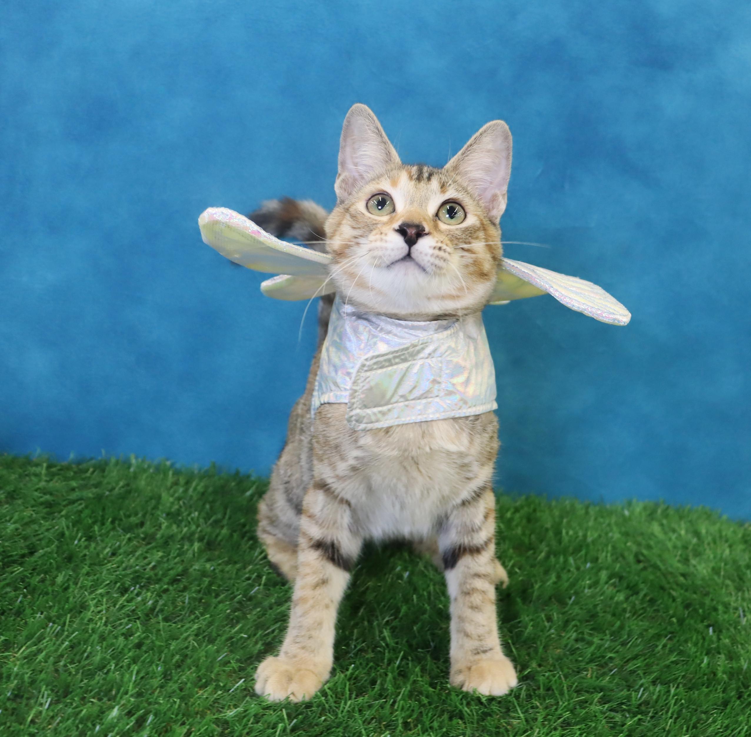 Kimchi - Gorgeous Torbie!