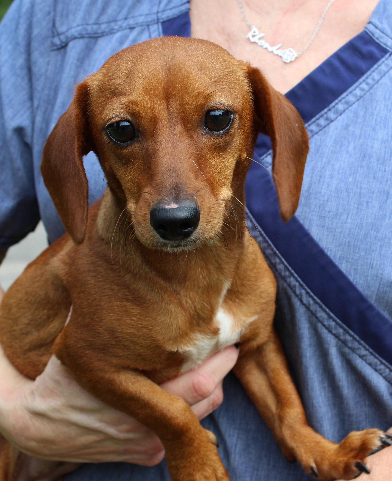 Princess 44097, Adopted, Puppy Female Dachshund.