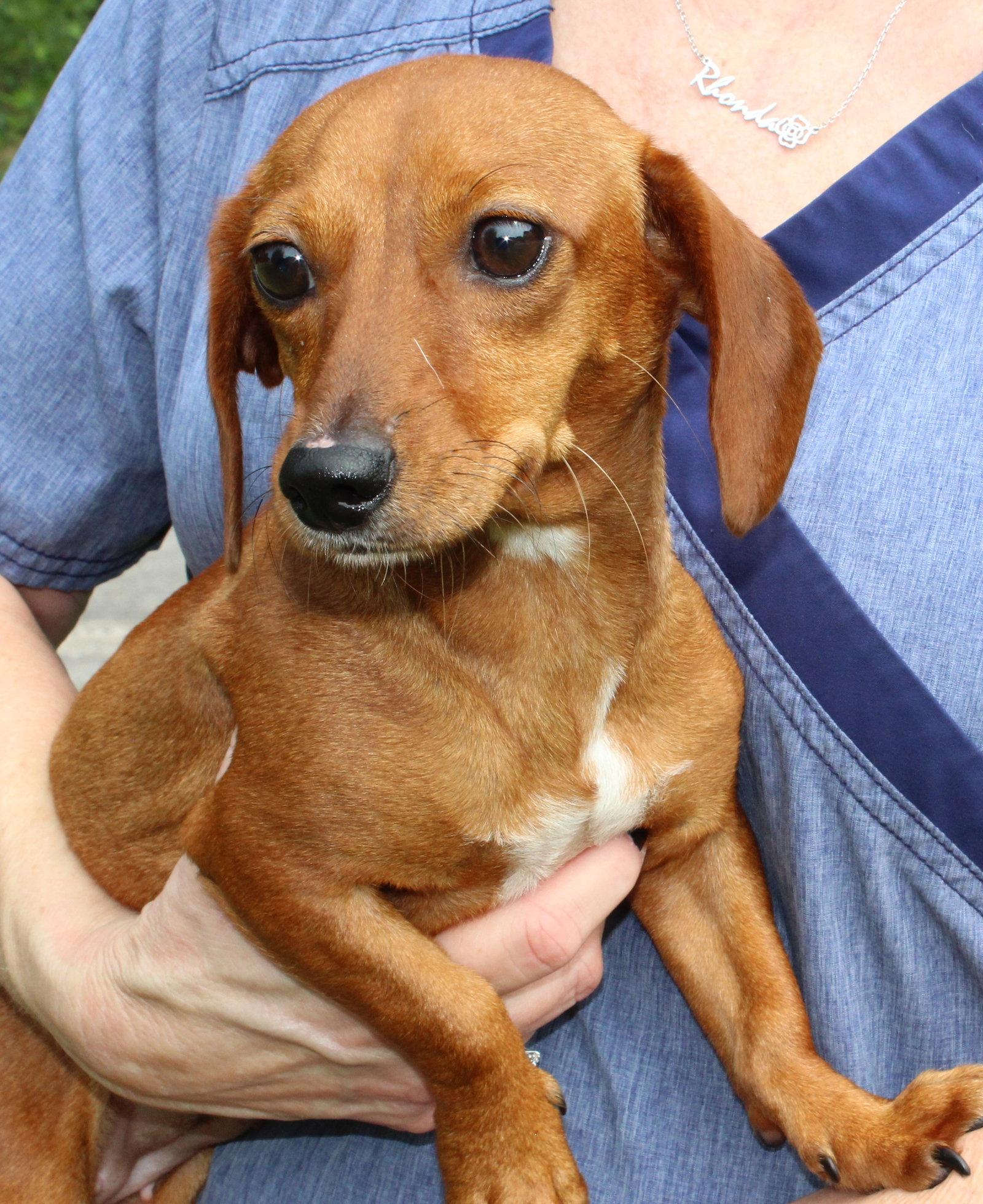 Enlarge Princess 44097, a Adopted Dachshund in Prattville, AL image 2/3