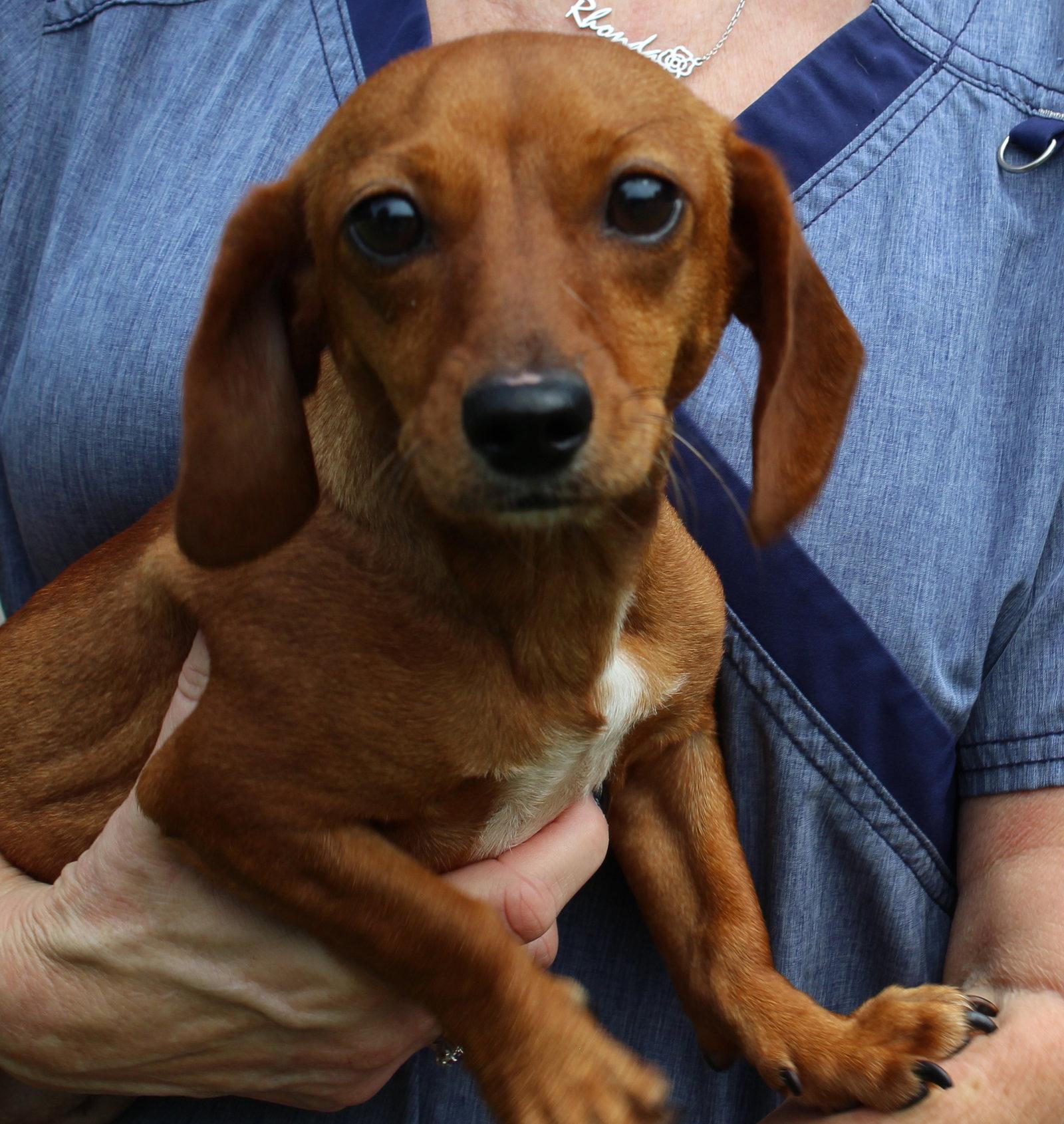 Enlarge Princess 44097, a Adopted Dachshund in Prattville, AL image 3/3