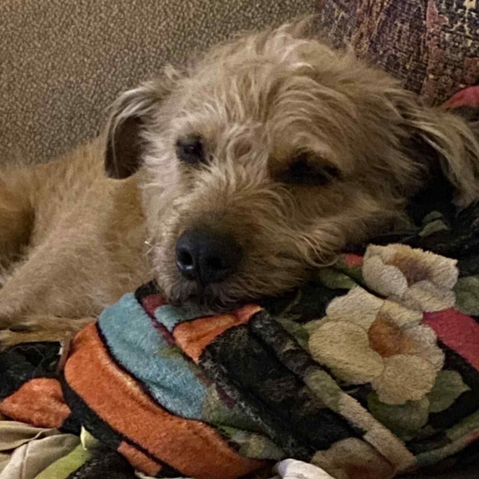 Rusty, an adopted Irish Terrier in Redmond, WA image 1/4