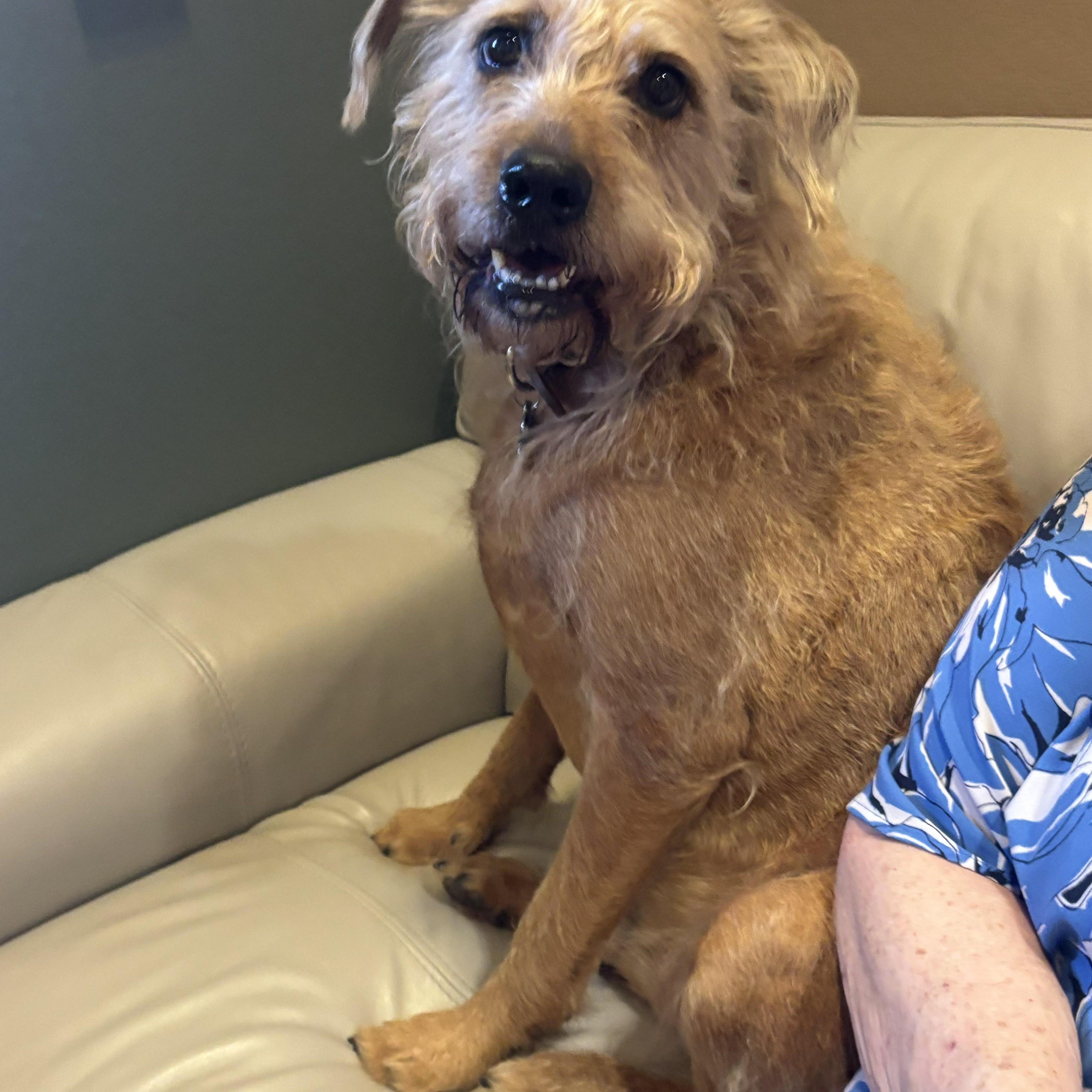 Rusty, an adopted Irish Terrier in Redmond, WA image 2/4