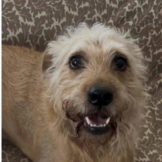 Rusty, an adopted Irish Terrier in Redmond, WA image 3/4